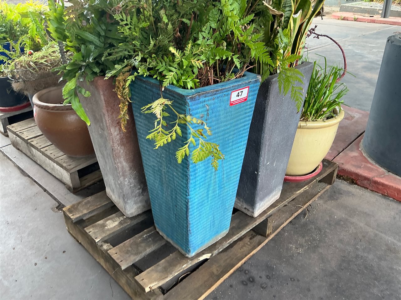 Pallet of Approx 6 Assorted Planted Pots