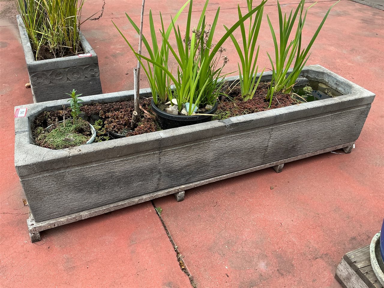 Long Grooved Grey Trough Pond with Aquatic Plants