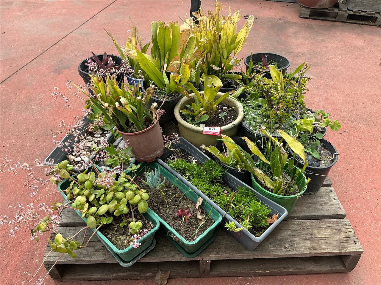 Pallet of Approx 15 Assorted Potted Plants and Troughs