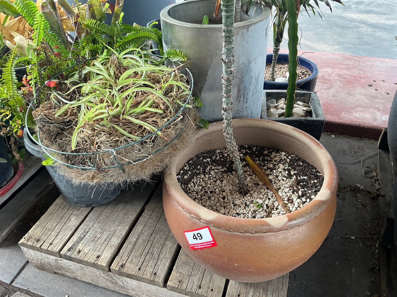 Pallet of Approx 6 Assorted Planted Pots and Hanging Basket