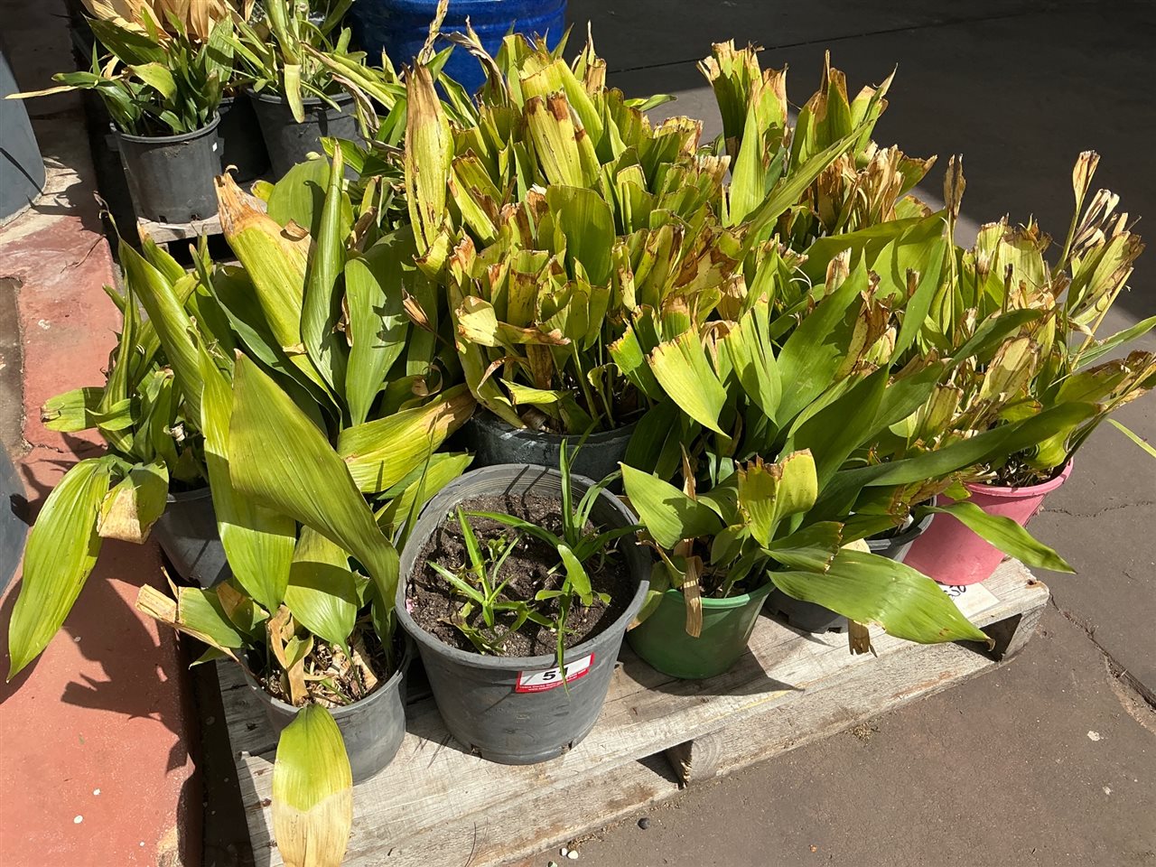 Pallet of Approx 12 Potted Broad-Leaf Plants