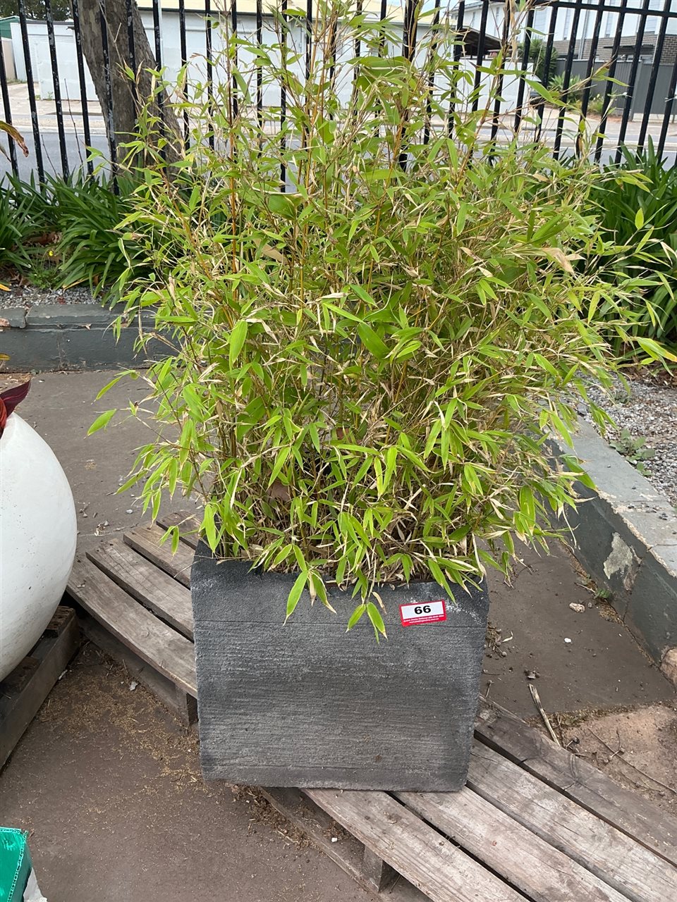 Square Grooved Charcoal Planter with Bamboo