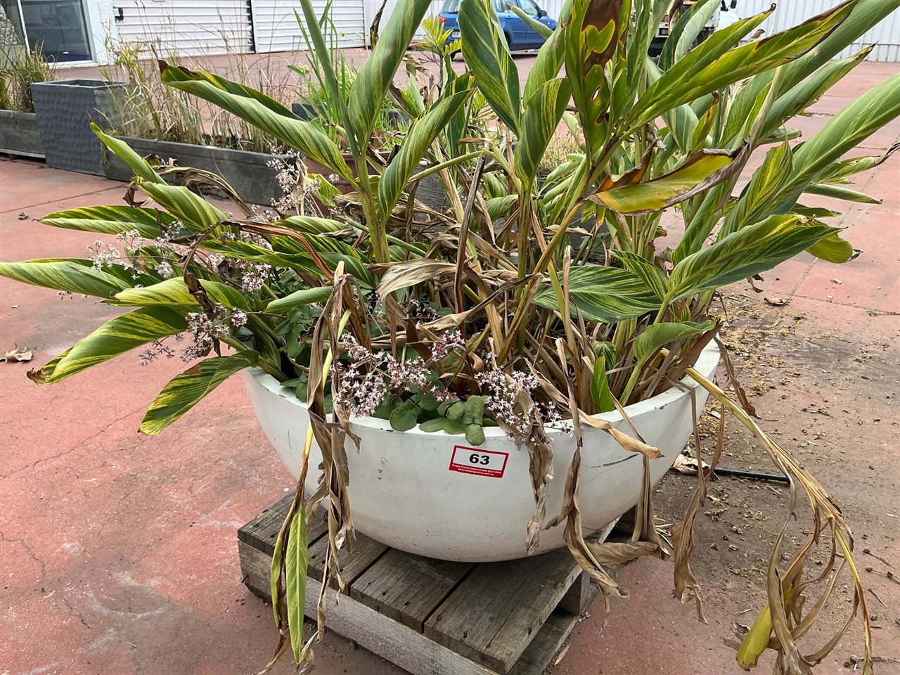 Large White Bowl Planter with Variegated Ginger