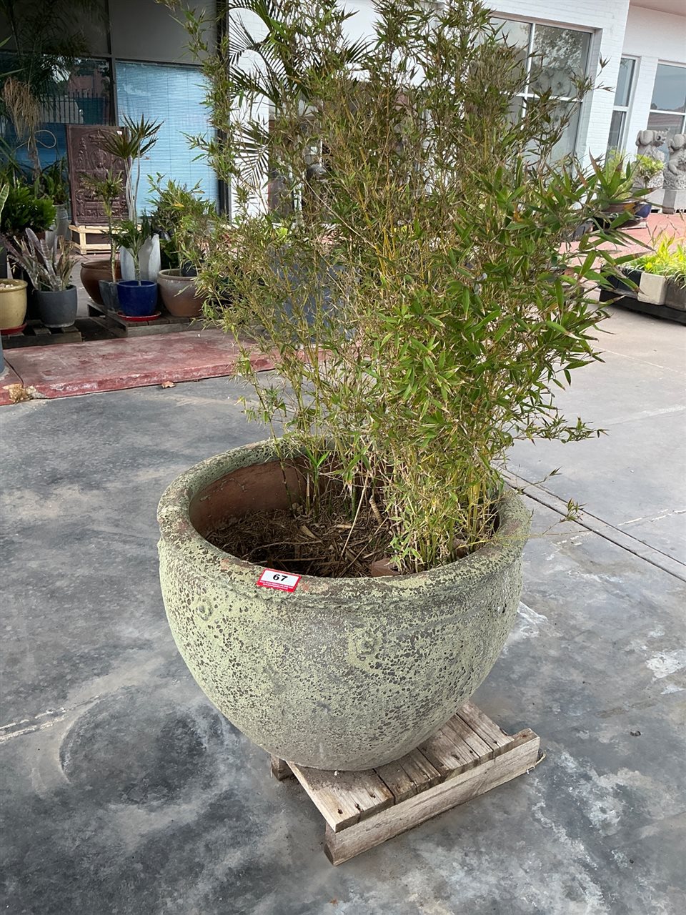 Large Speckled Bowl Pot with Bamboo, 830mm x 700mm High Approx