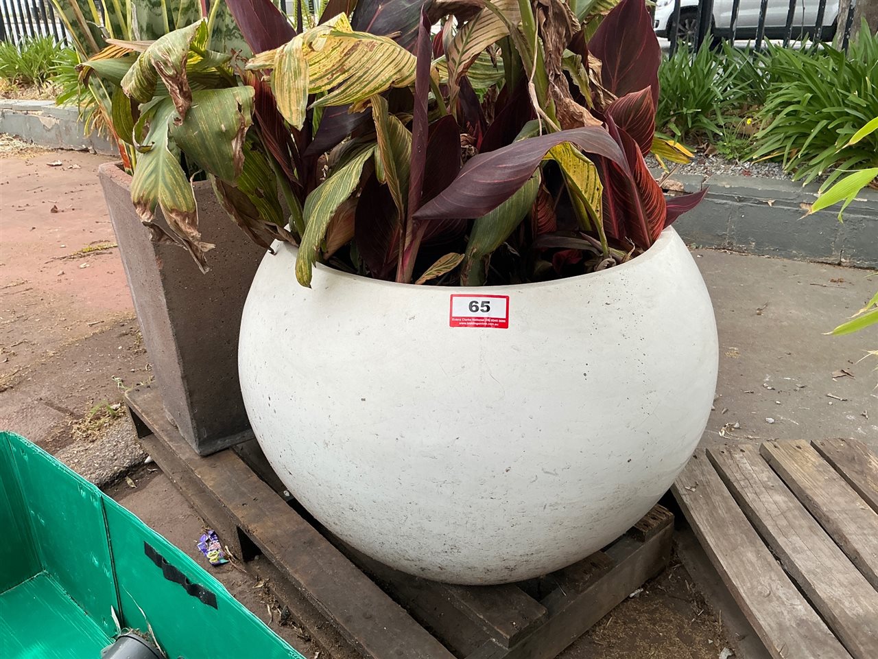 Large White Globe Pot Planted with Cannas