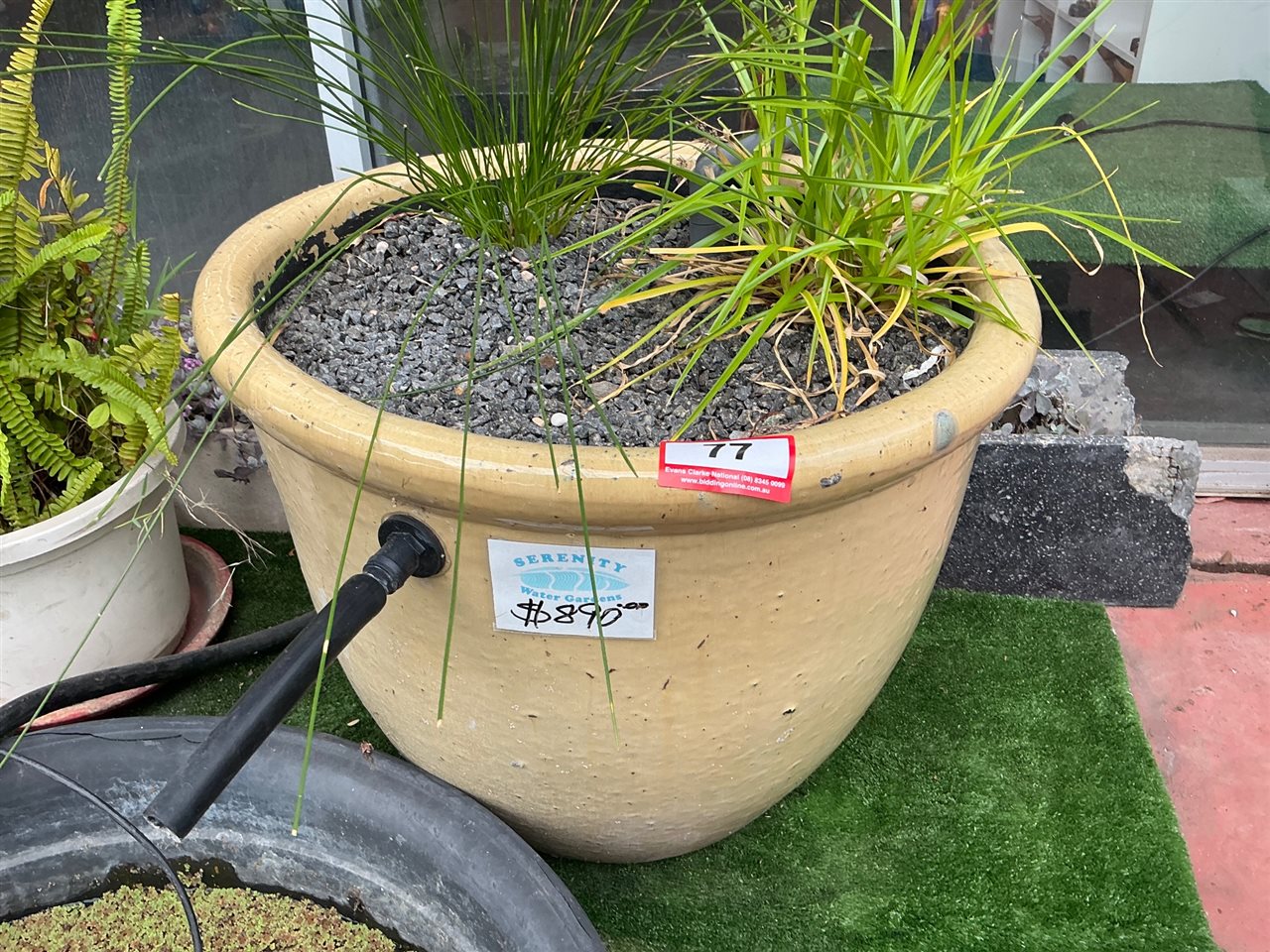 Cream Glazed Pot Bog Filter, Planted with Grasses
