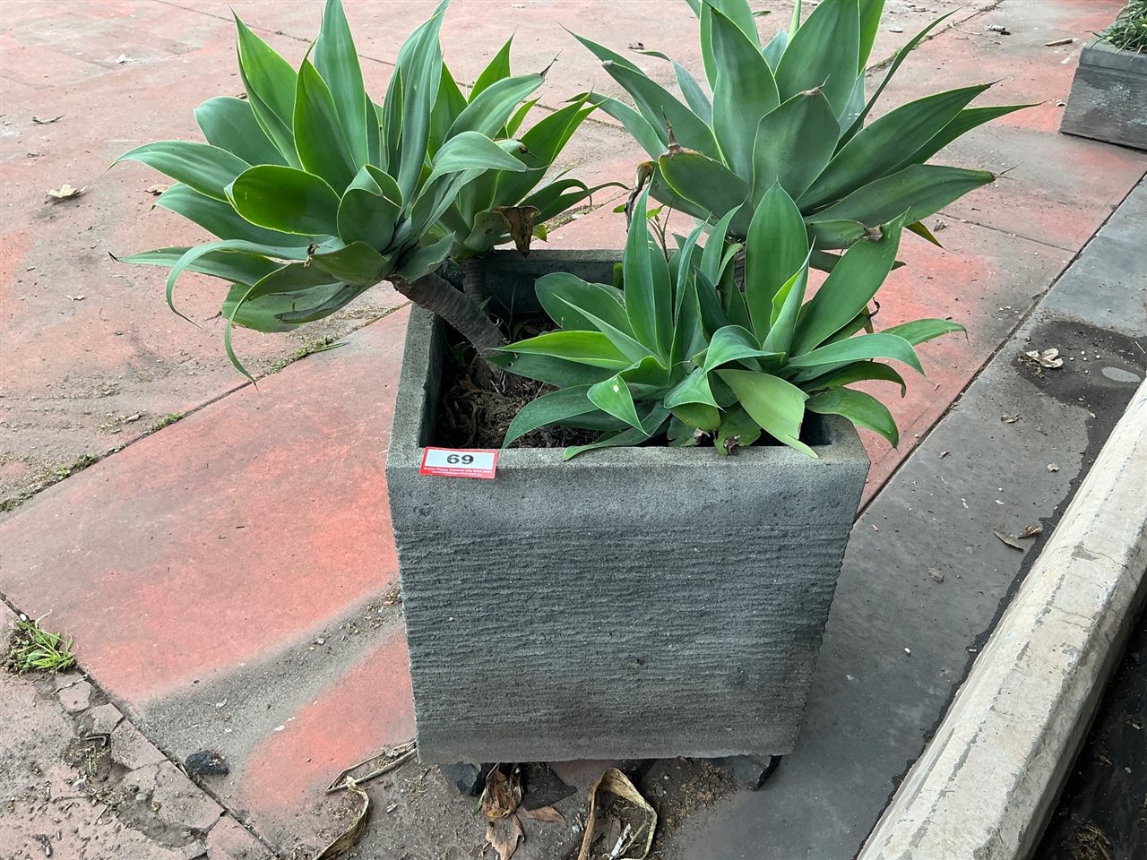 Square Grooved Grey Planter with Agave, 500 x 500 x 580mm