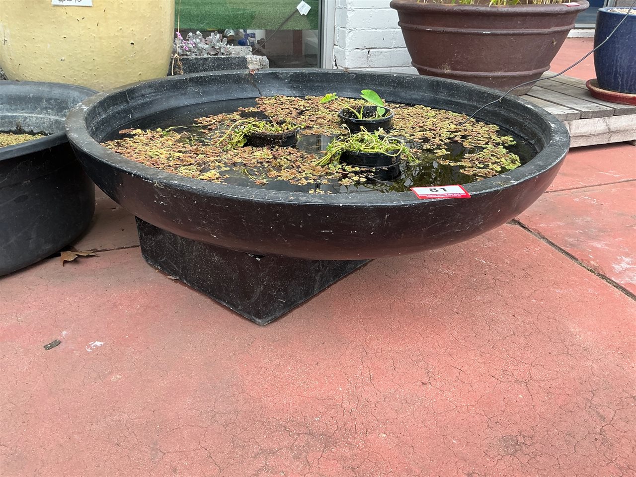 Large Black Pond Bowl on Square Base with Aquatic Plants