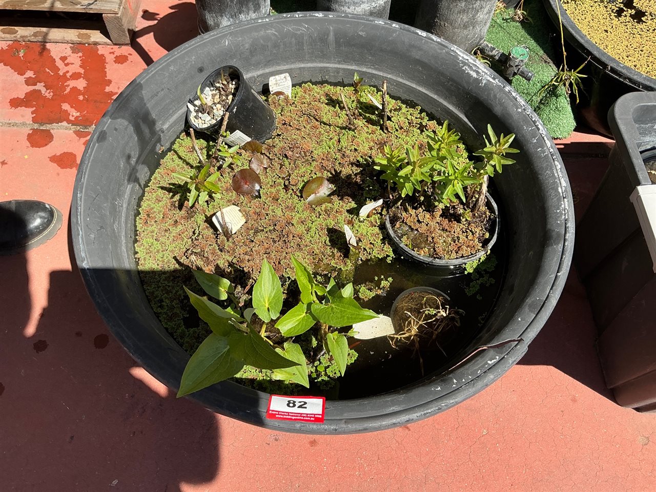 Large Round Black Plastic Tub Pond with Aquatic Plants