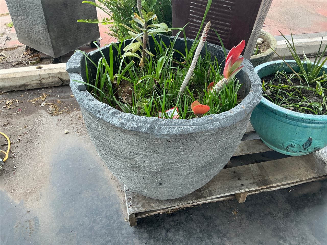 Round Grey Textured Pot, Planted, 660mm Diameter x 520mm High