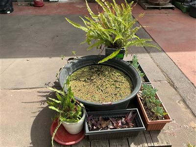 Pallet of Pond Tub, Ferns, Succulents and Assorted Potted Plants Thumbnail