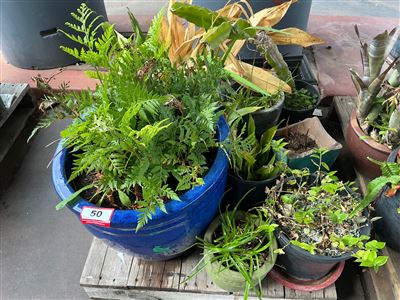 Pallet of Large Cobalt Blue Glazed Pot with Ferns and Approx 6 Smaller Pots Thumbnail