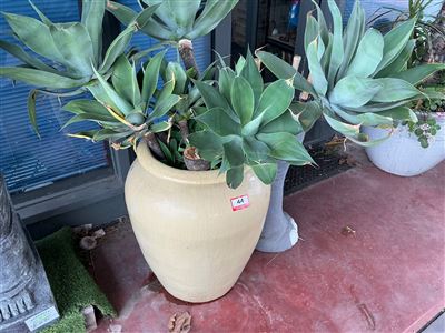 Tall Cream Glazed Urn Pot with Agave Plants Thumbnail
