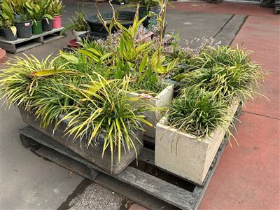 Pallet of Approx 3 Planter Boxes with Grasses Thumbnail