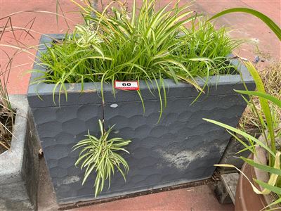 Rectangular Tapered Charcoal Planter with Spider Plants and Grasses Thumbnail