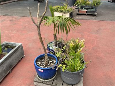 Pallet of Approx 6 Planted Pots incl 2 Cobalt Blue Glazed Thumbnail