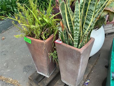 2 Tall Tapered Square Brown Planters with Fern and Snake Plant Thumbnail
