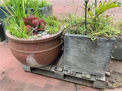 Brown Embossed Bowl Pot and Grooved Grey Square Planter, Planted Plants Thumbnail