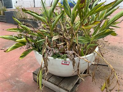 Large White Bowl Planter with Variegated Ginger Thumbnail
