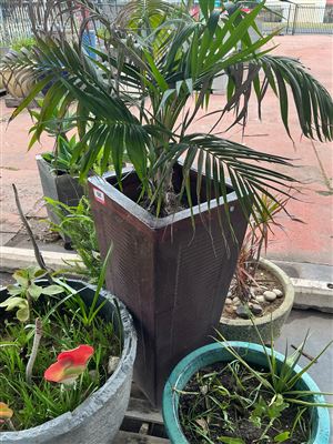 Tall Tapered Square Glazed Pot with Palm, 920mm x 400mm Thumbnail