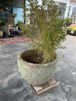 Large Speckled Bowl Pot with Bamboo, 830mm x 700mm High Approx Thumbnail