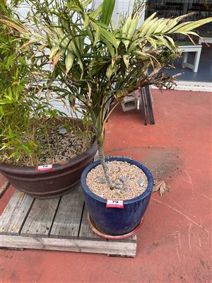 Cobalt Blue Glazed Pot with Palm and Red Saucer Thumbnail