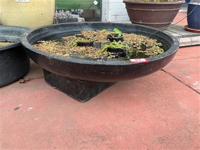Large Black Pond Bowl on Square Base with Aquatic Plants Thumbnail