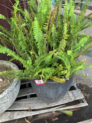 Charcoal Round Pot with Large Fern, 300mm Diameter x 330mm High Thumbnail