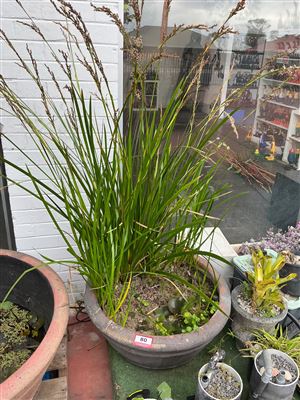 Large Grey Banded Bowl Pot with Reeds and Aquatic Plants Thumbnail