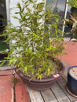 Brown Banded Bowl Pot with Bamboo Thumbnail