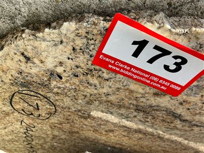 Granite Slab, Cream/Black, 2400 x 450 x 20mm approx. Thumbnail